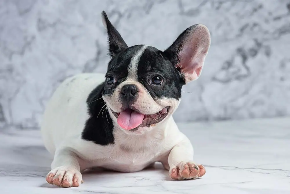 Bulldog francese razze cani piu comuni
