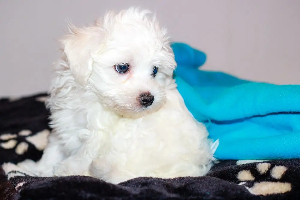 Pequeño cachorro de Bichón Maltés esponjoso.