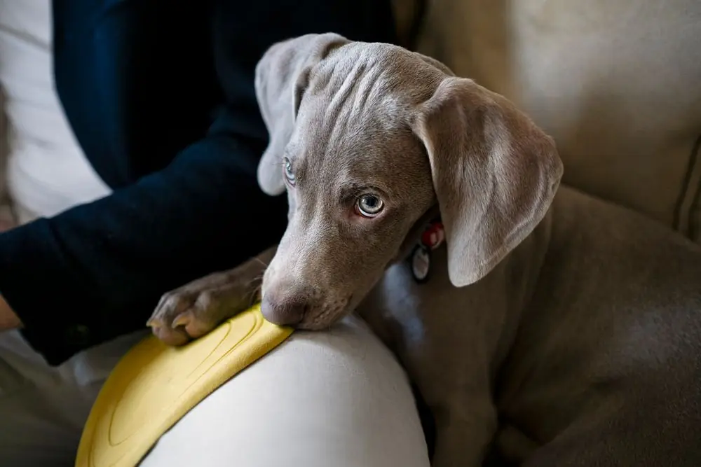 Cachorro de Weimaraner con mirada curiosa.