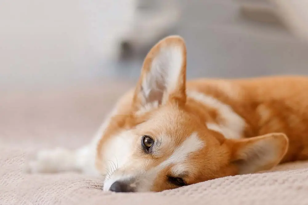 Cancro nei cani: diagnosi e trattamento