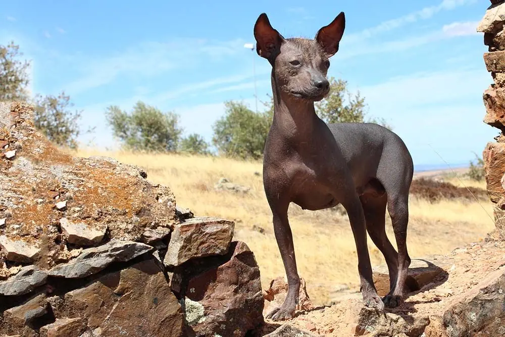 Il cane peruviano o cane senza pelo del Perù: caratteristiche, cura, alimentazione e carattere