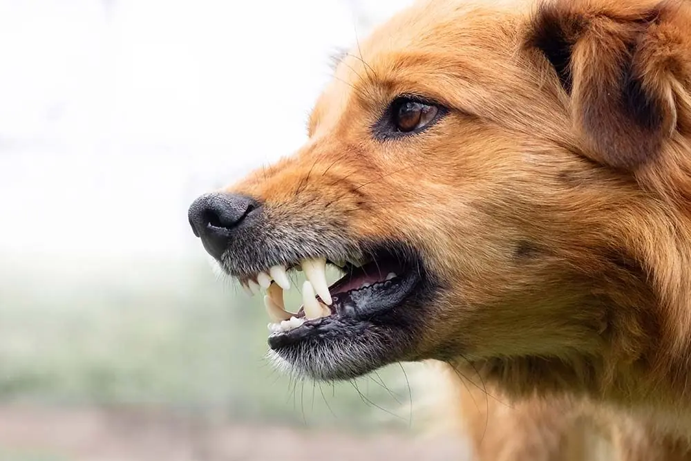 Cani aggressivi: come prevenire e controllare la loro aggressività