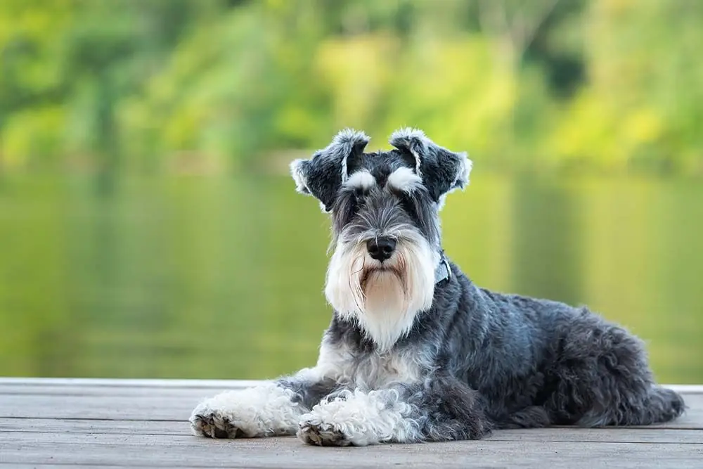 Cani con Pelo Anallergico: Una Soluzione Ideale per le Persone Allergiche