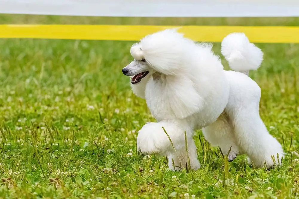 Scopriamo le razze di cani simili al Barboncino!