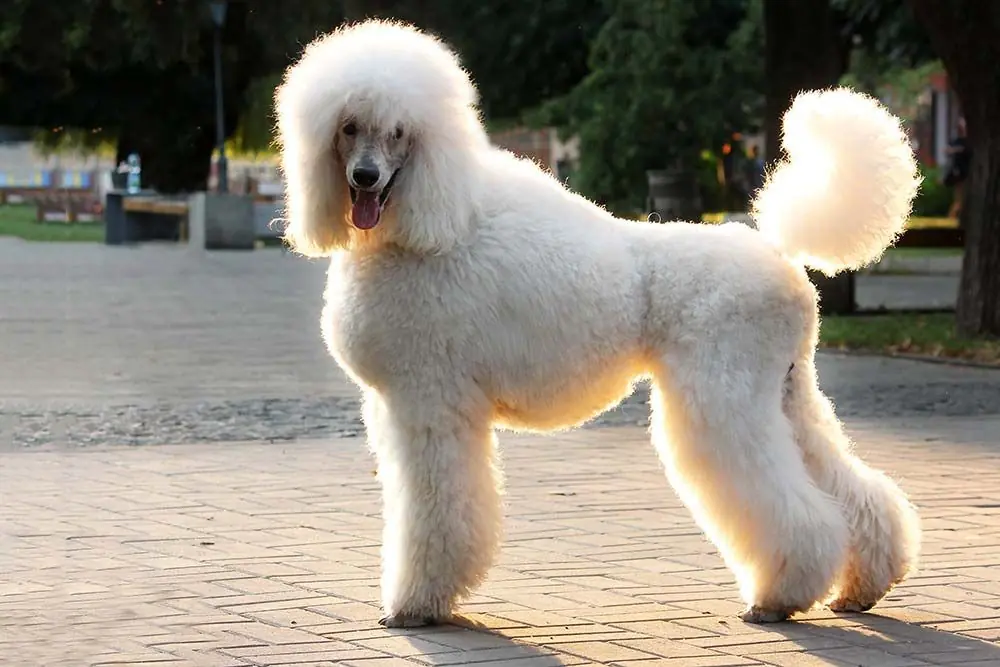 Caniche gigante o poodle estándar: características, cuidados y carácter