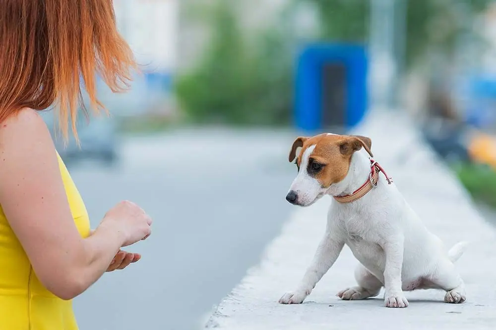 Capire le paure del tuo cane