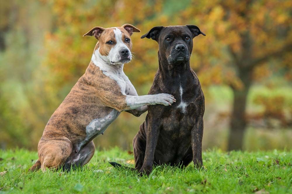 Caracter American Staffordshire terrier