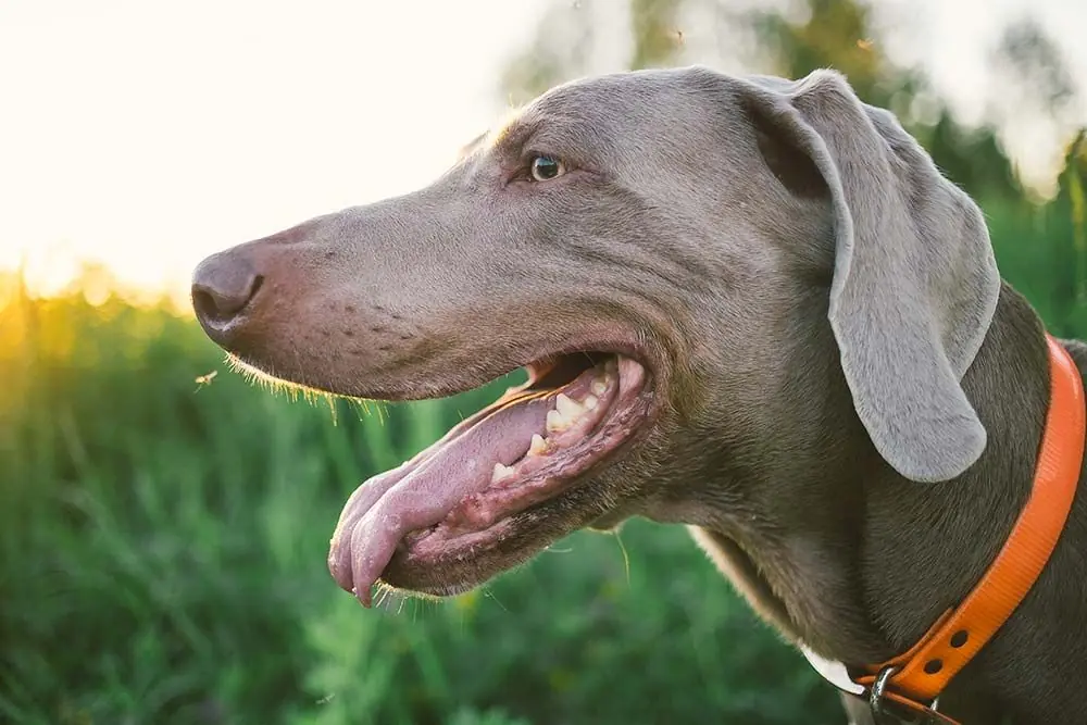 Caracter Braco weimar