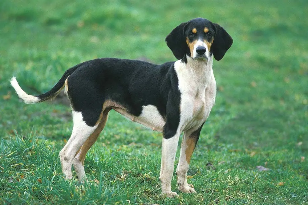 Caracter Gran Sabueso Anglo frances Tricolor