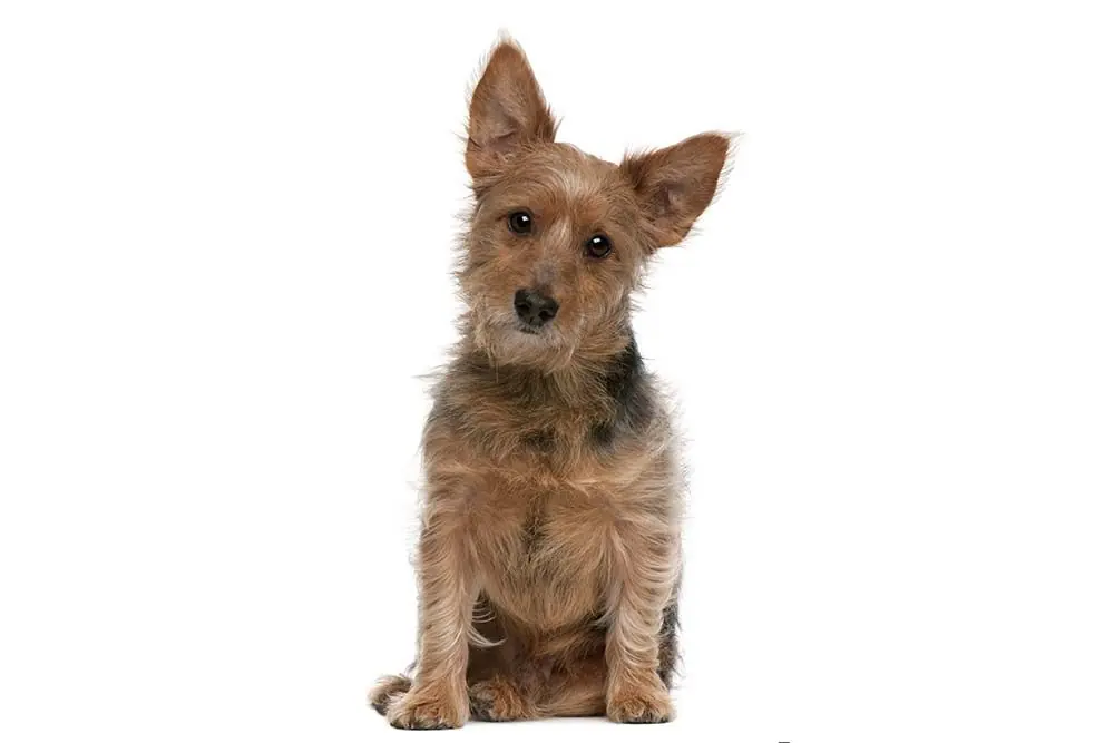 Caracter Terrier australiano