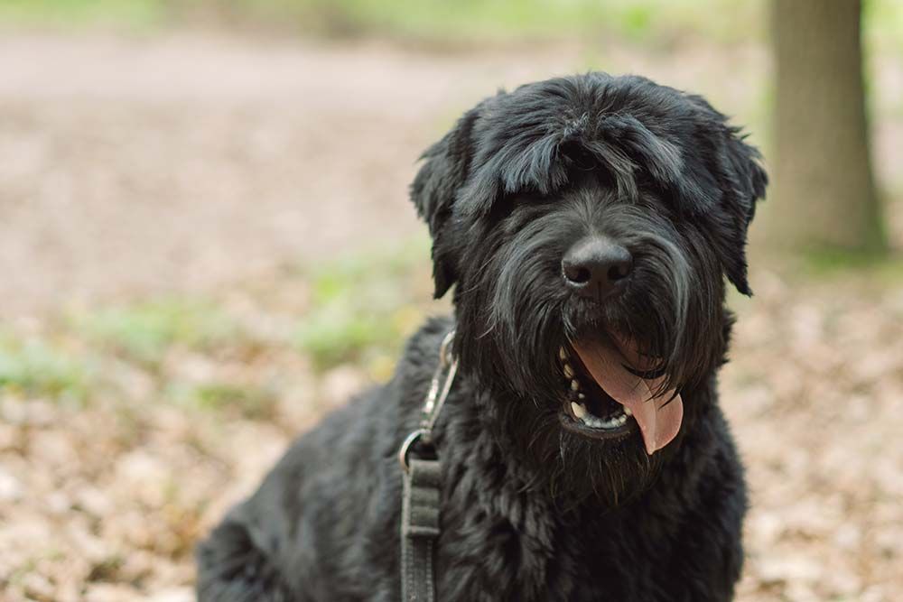 Caracter Terrier negro ruso