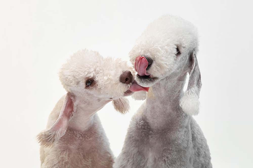 Caracter bedlington terrier