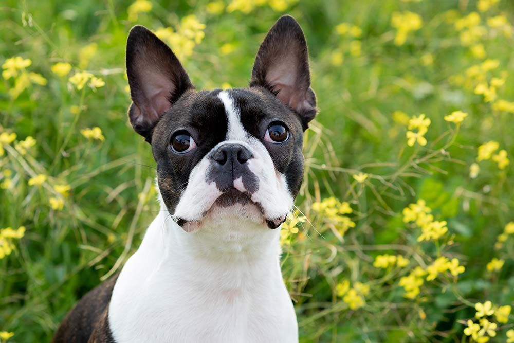 Caracter boston terrier