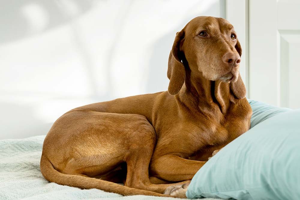 Caracter braco hungaro vizsla