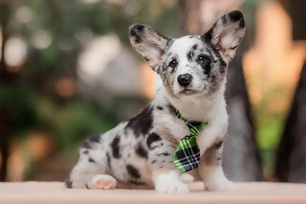 Caracter corgi cardigan