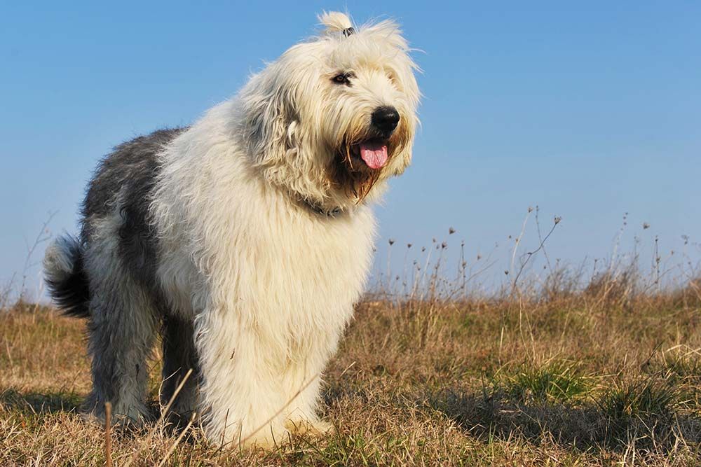 Caracter del Bobtail Viejo Pastor Ingles