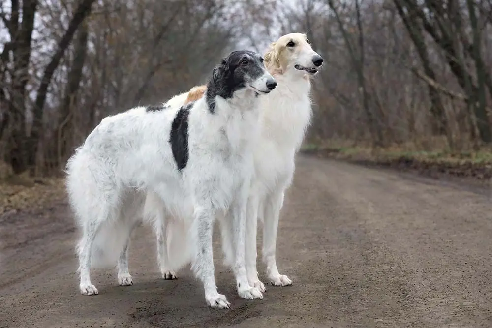 Caracter del Borzoi