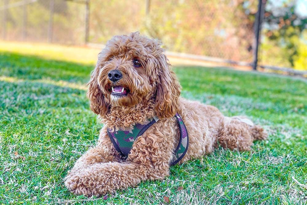 Caracter del Cavoodle