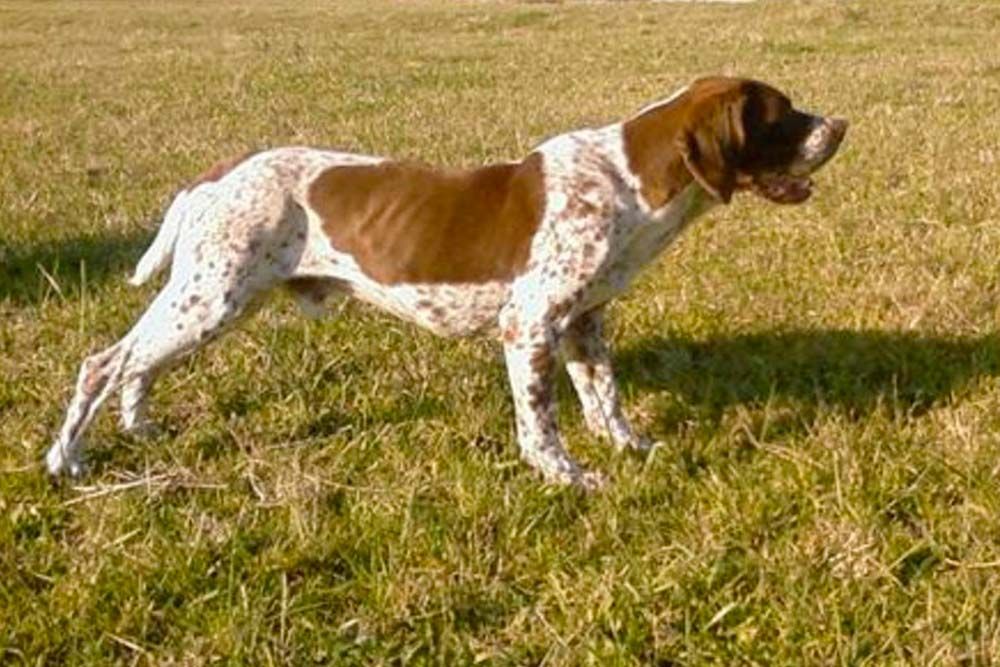 Caracter del Pachon Navarro