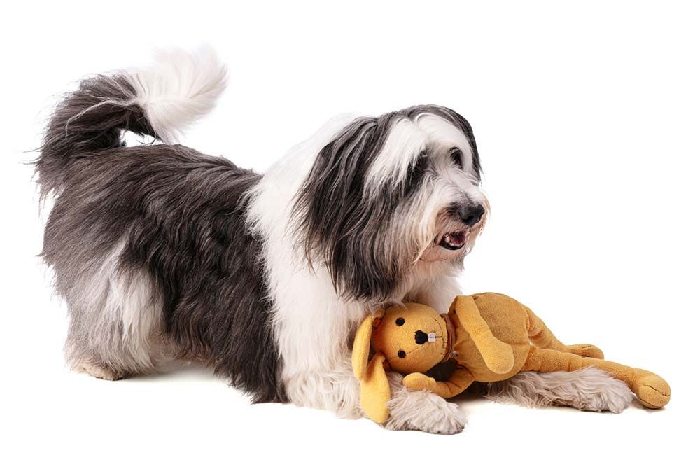 Caracter del Pastor Polaco de las Llanuras