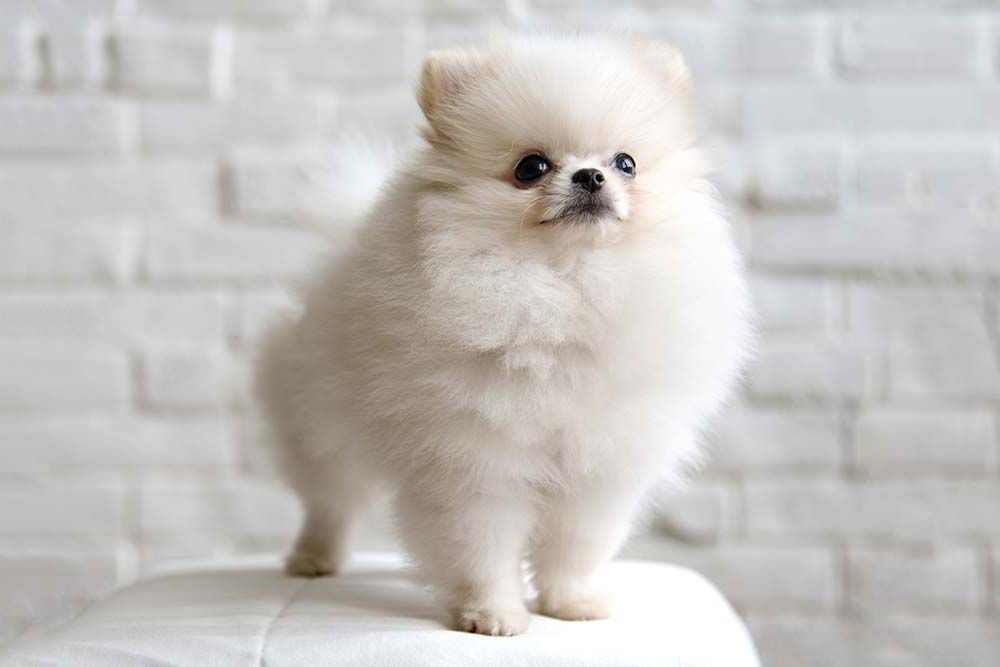 Caracter del Pomerania