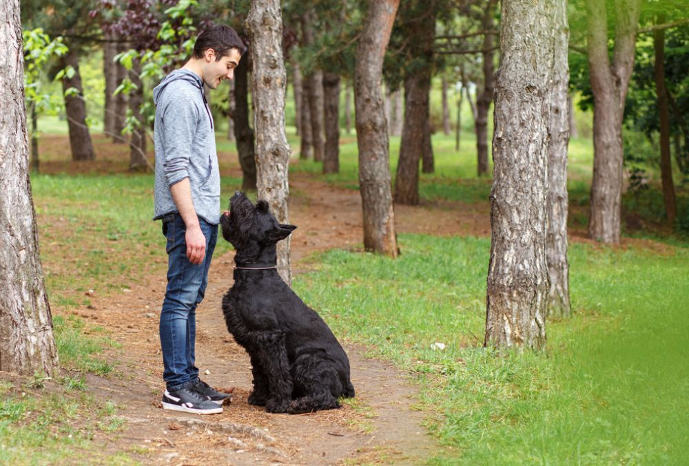 Caracter del Schnauzer gigante