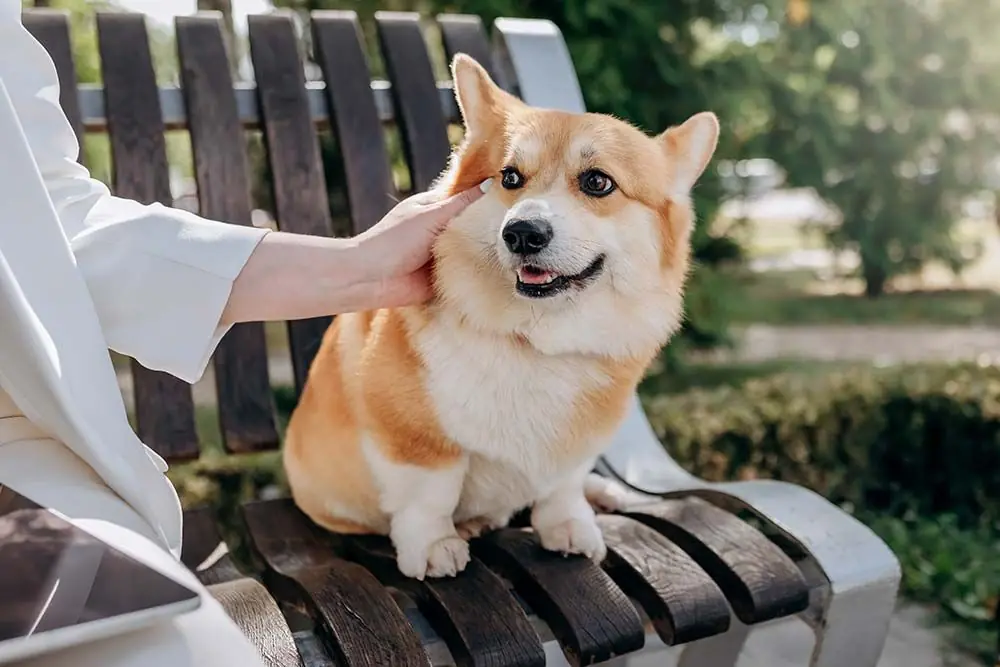 Caracter del corgi pembroke