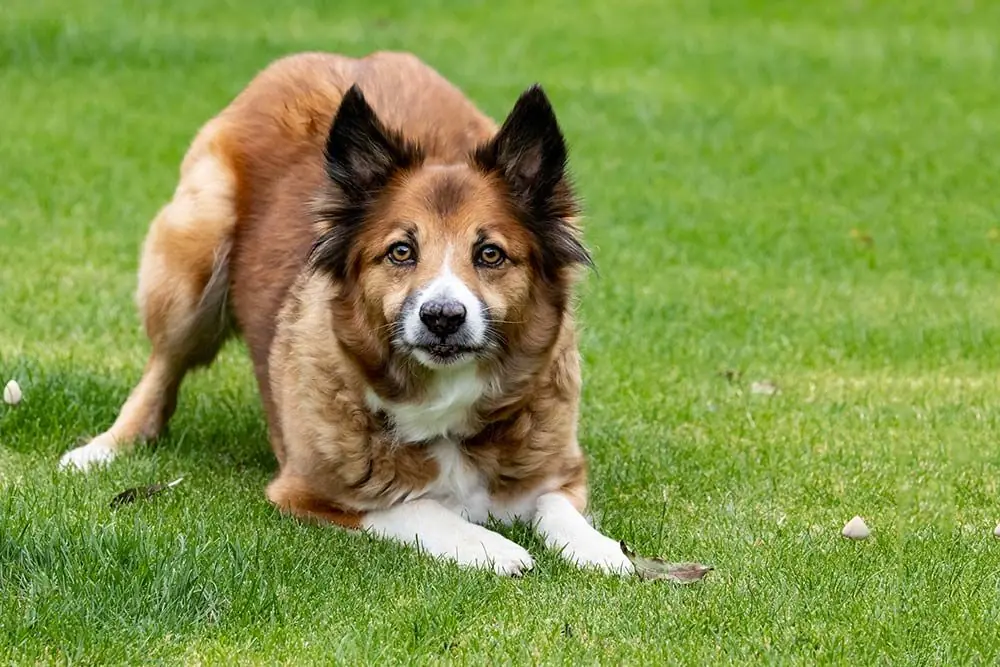 Caracter pastor islandes