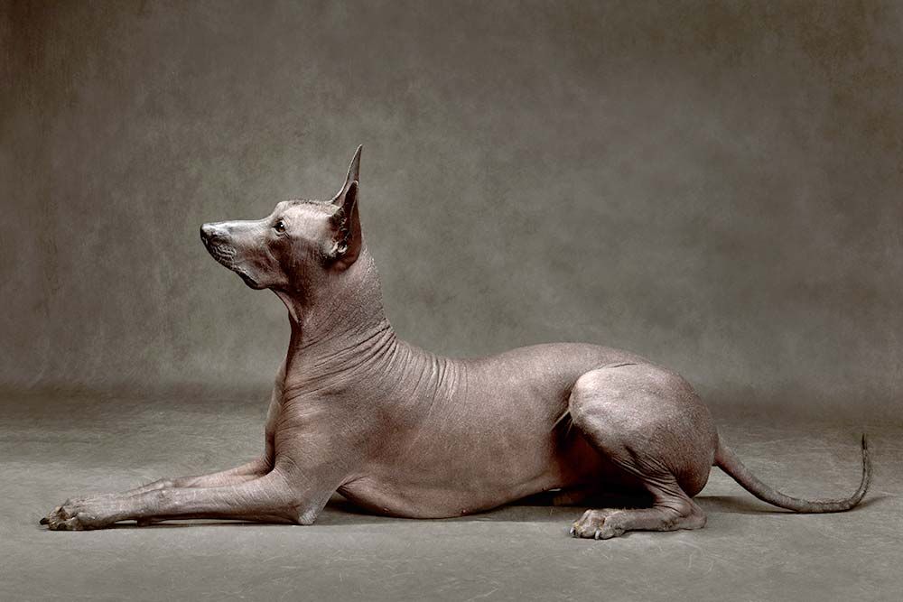 Caracter xoloitzcuintli