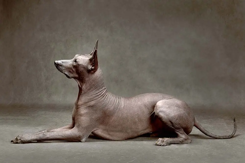 Caracter xoloitzcuintli