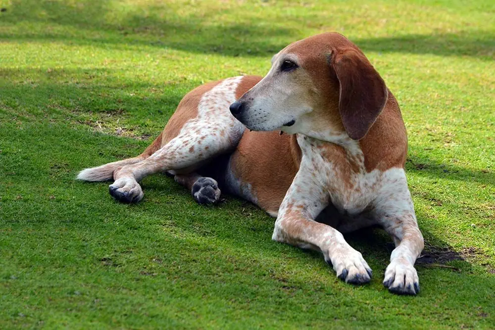 Caractere de l American English coonhound