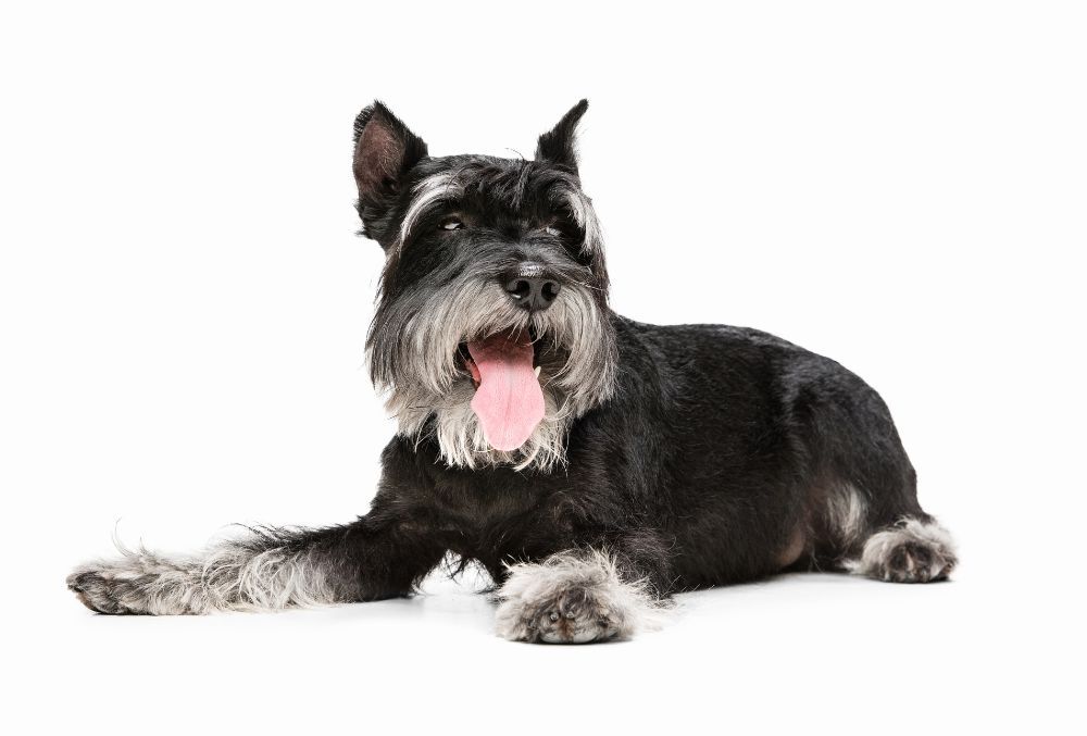 Caracteristicas Schnauzer estandar