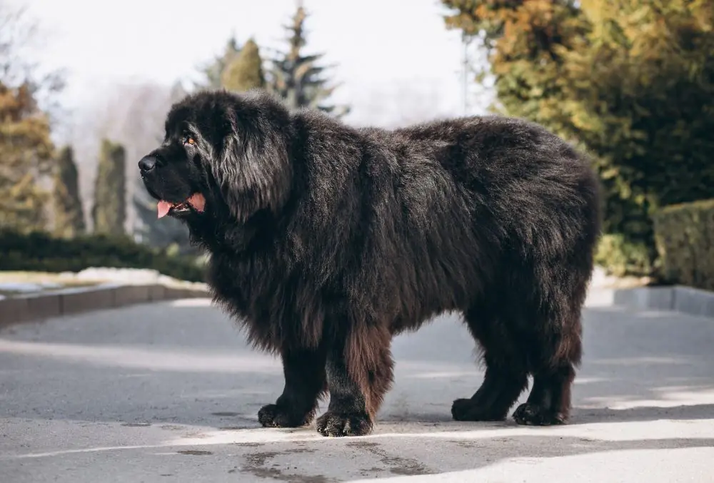 Mastín Tibetano o Dogo del Tíbet: Características, carácter y cuidados