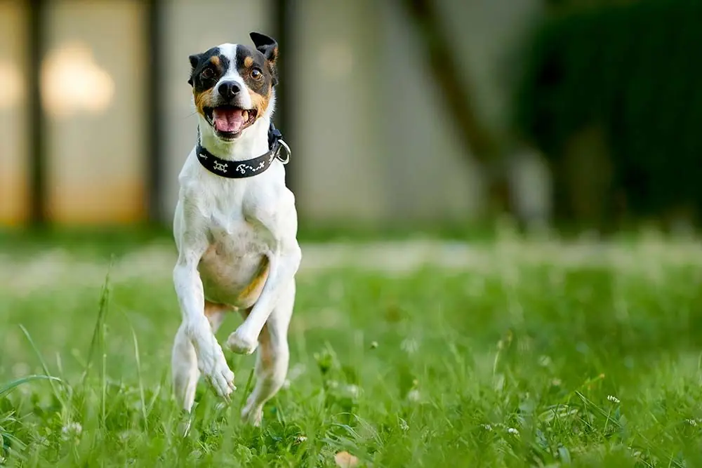 Carattere del Bodeguero Andaluz