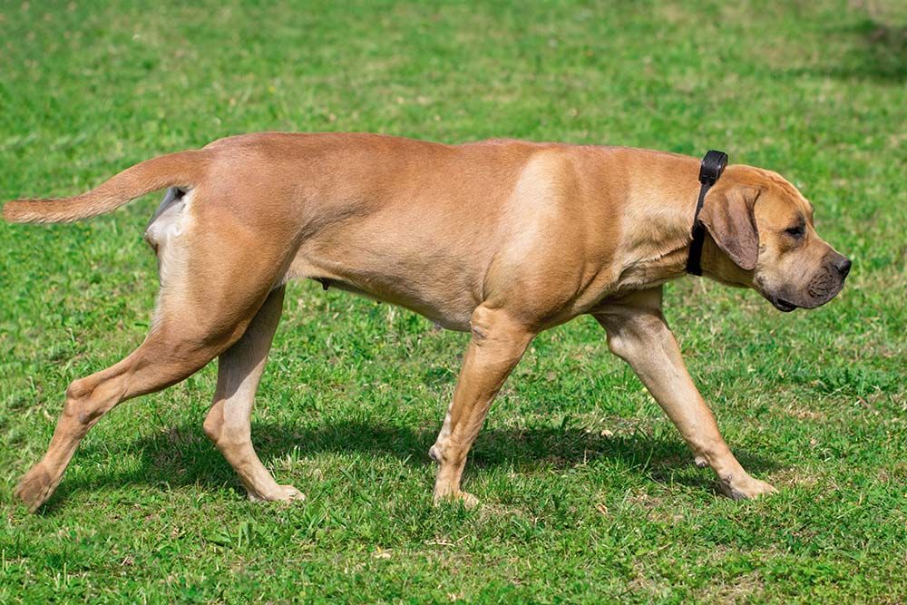 Carattere del boerboel