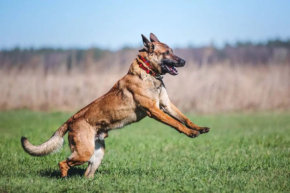 Carattere del pastore belga Malinois