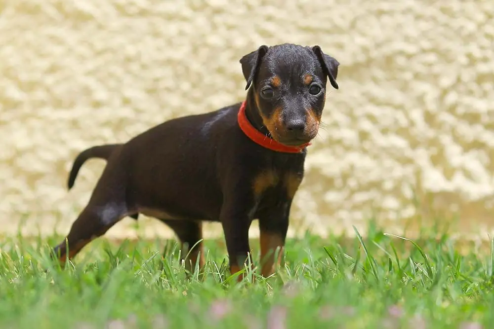 Carattere temperamento del Manchester Terrier