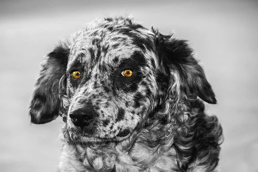 Carea leones Alimenti da evitare nella dieta