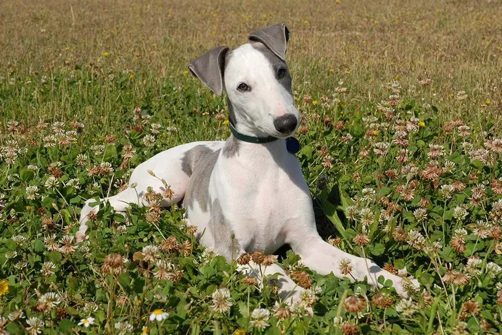 Catacter del whippet