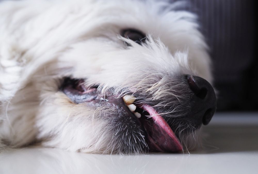 Causas de la epilepsia en perros