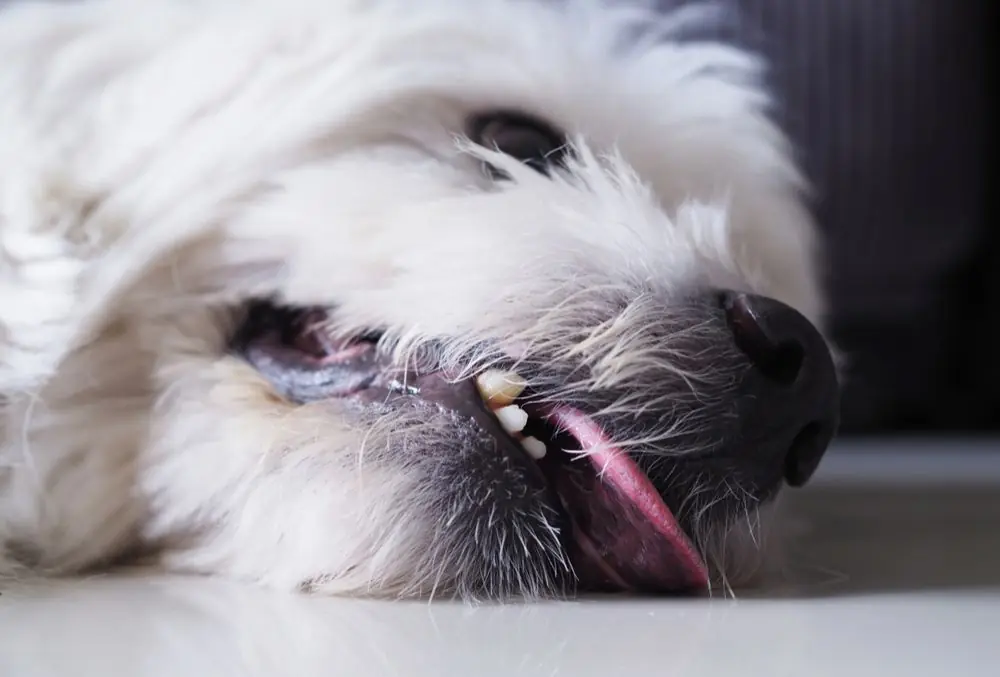 Causas de la epilepsia en perros