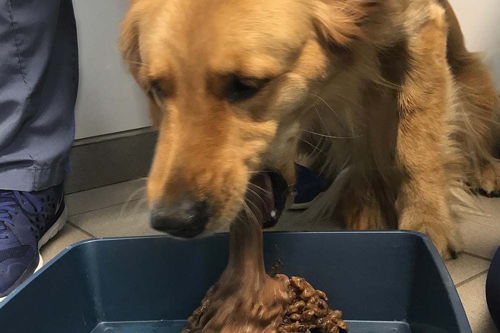 Cause del vomito nei cani