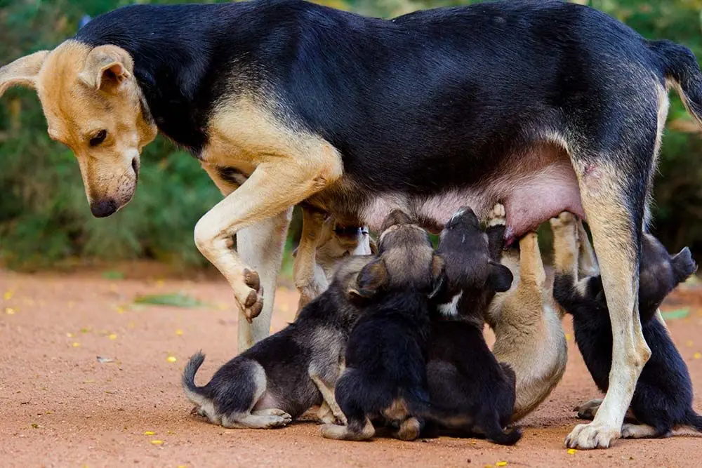 Cause di mastite nei cani