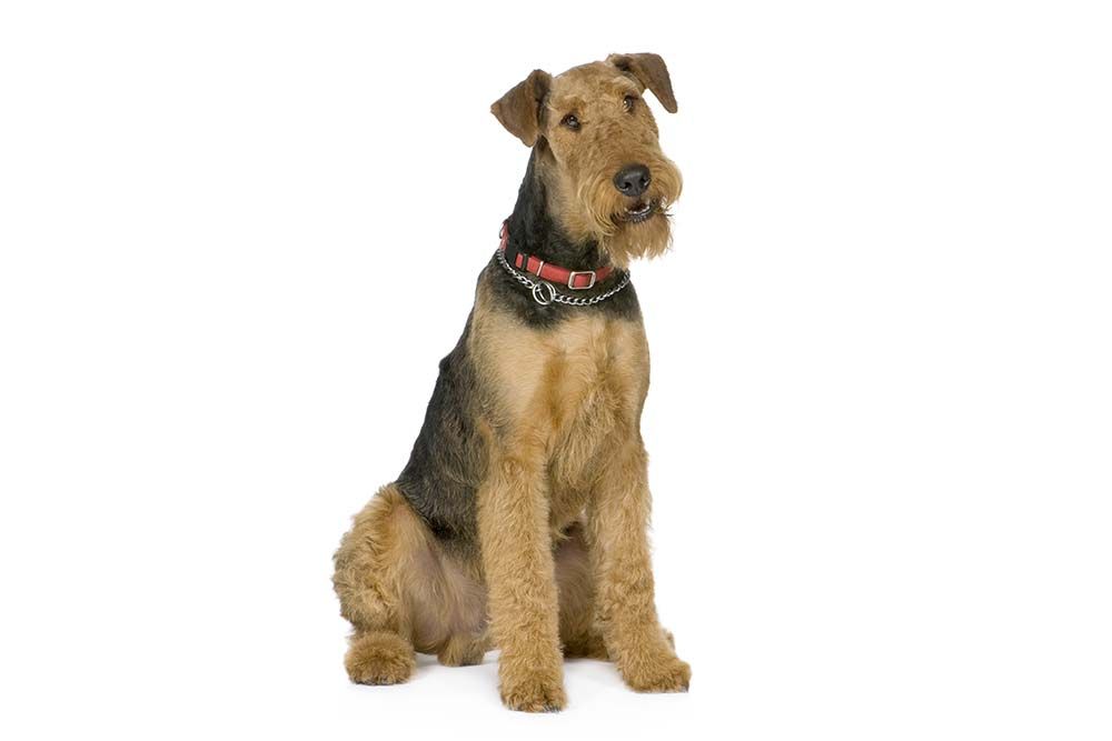 Che carattere ha Airedale Terrier