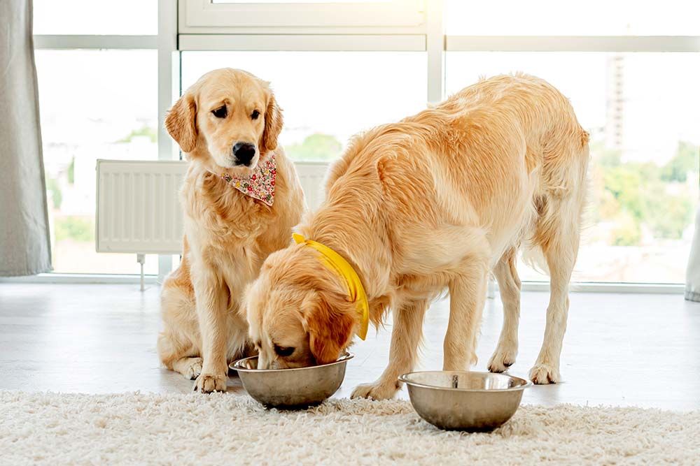 Che tipo di alimentazione hanno bisogno