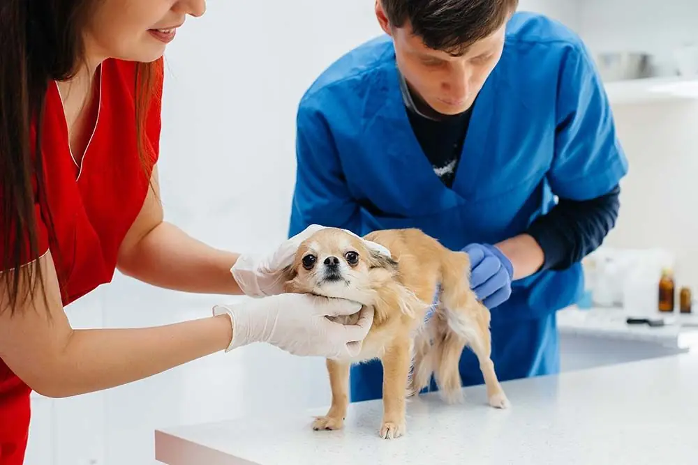 Chihuahua problemi di salute