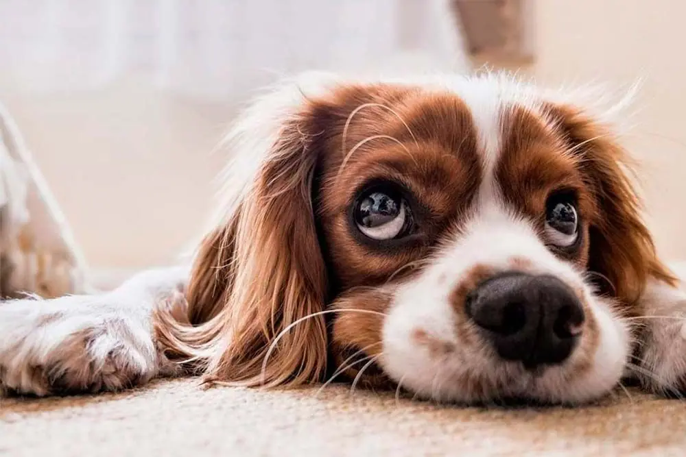 Coccidi nel cane: la malattia che può colpire i nostri amici a quattro zampe