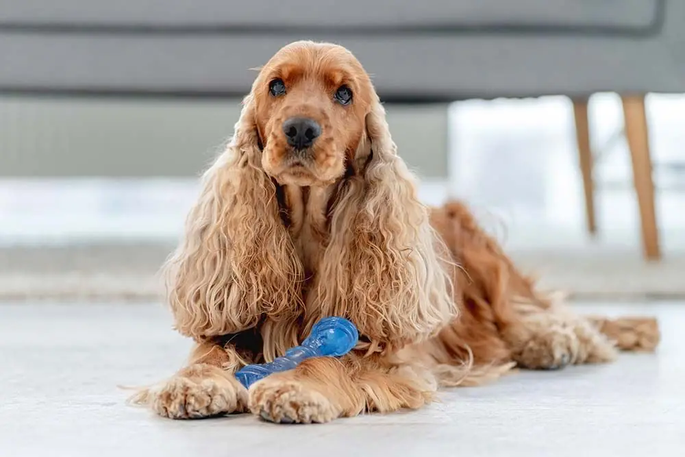 Cocker Spaniel cane allegro dalle orecchie piumate