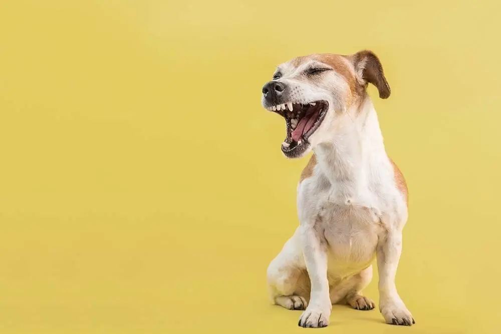 Collasso tracheale nei cani: aspettative di vita e razze a rischio