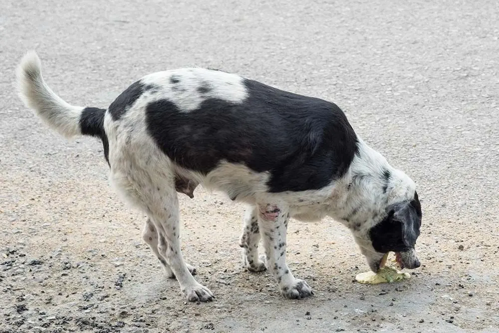 Come affrontare il vomito nei cani: consigli utili per comprendere e prevenire